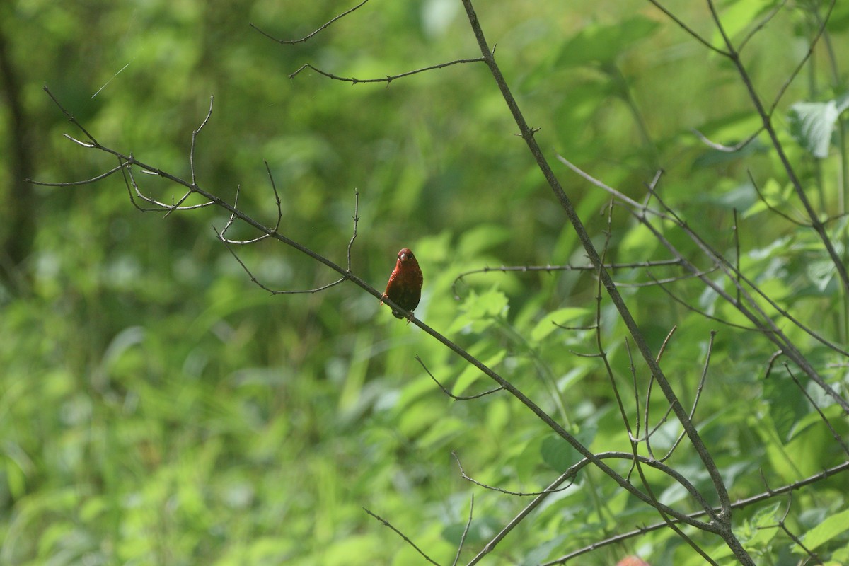 Тигровый астрильд - ML647167409