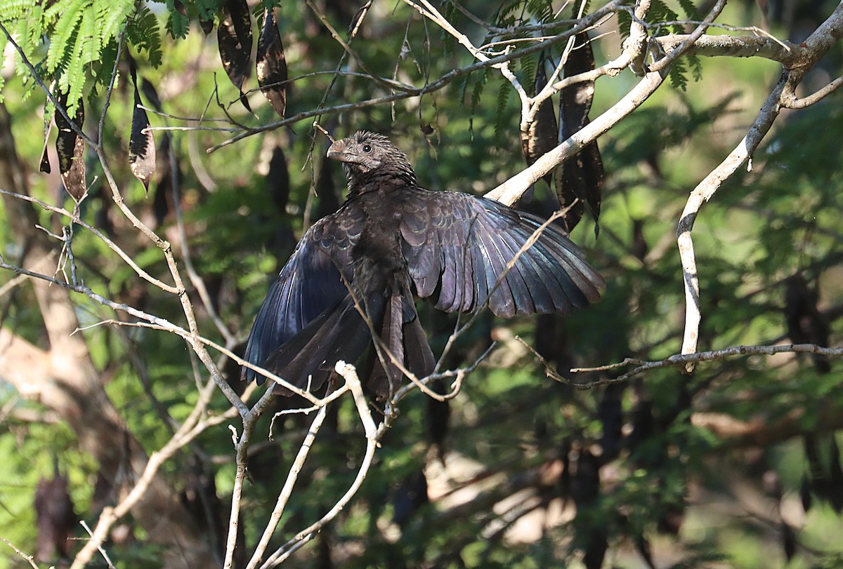 Smooth-billed Ani - ML647167410