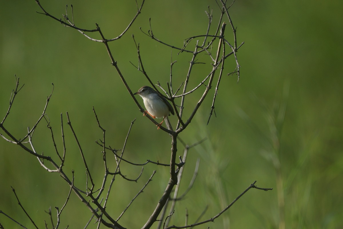 Буроголовая приния - ML647167417