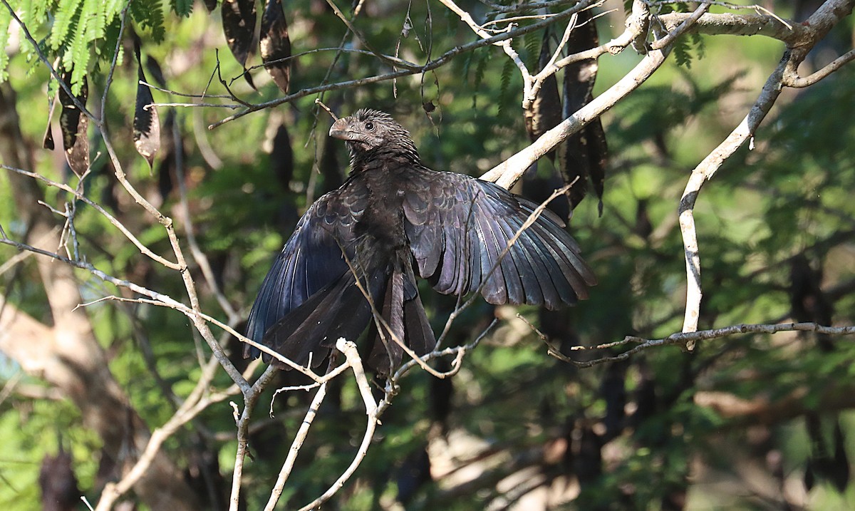 Smooth-billed Ani - ML647167419