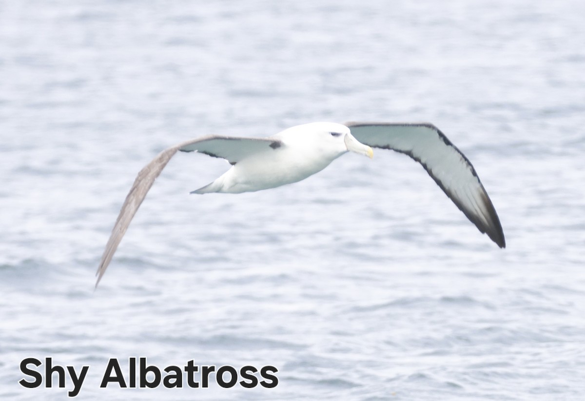 Альбатрос сірощокий - ML647167420