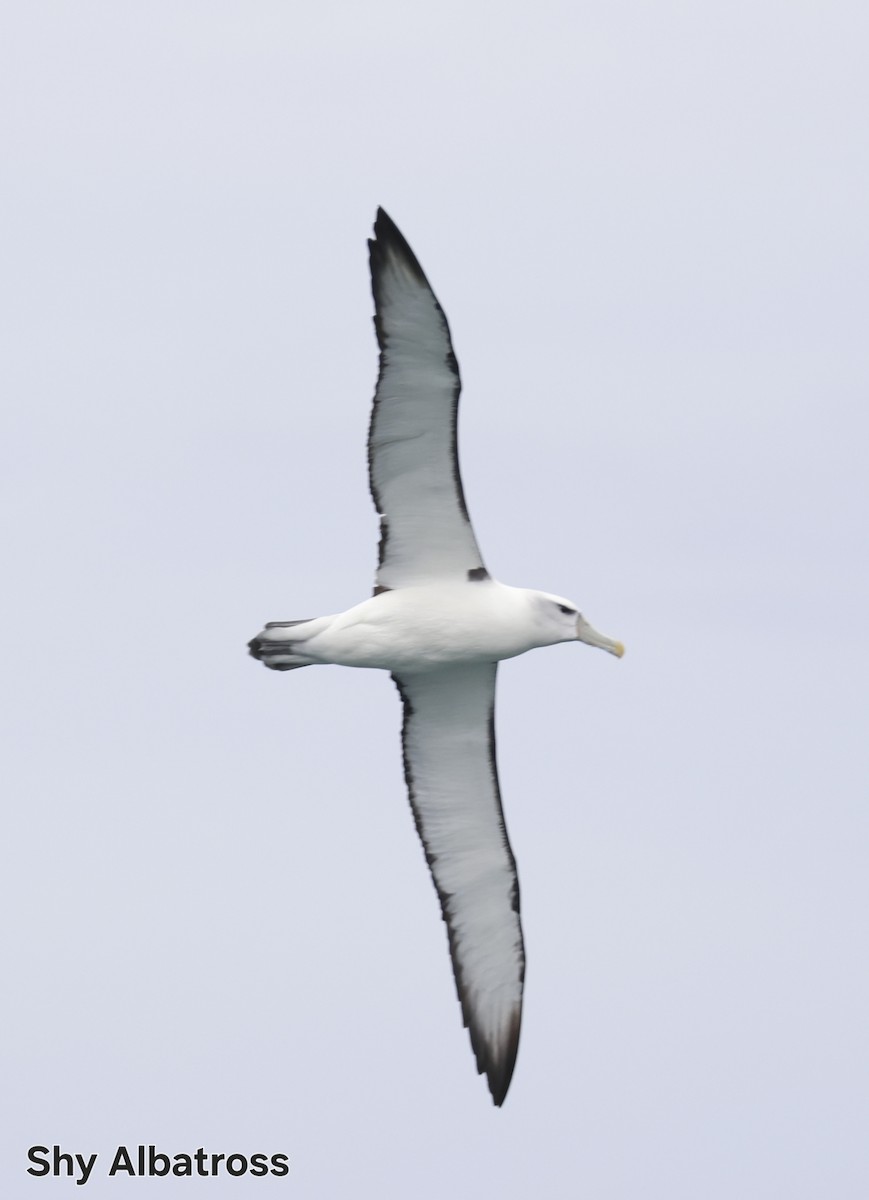 Альбатрос сірощокий - ML647167421