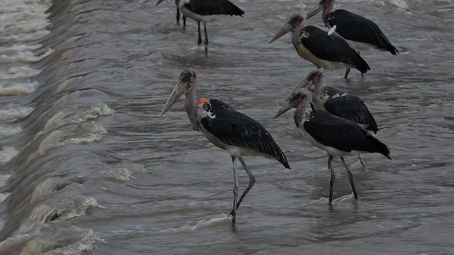 アフリカハゲコウ - ML647167423