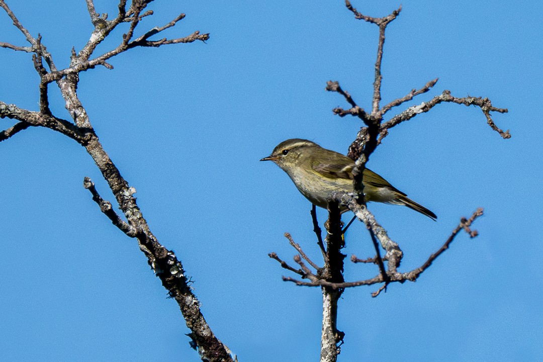 Yellow-browed Warbler - ML647167438