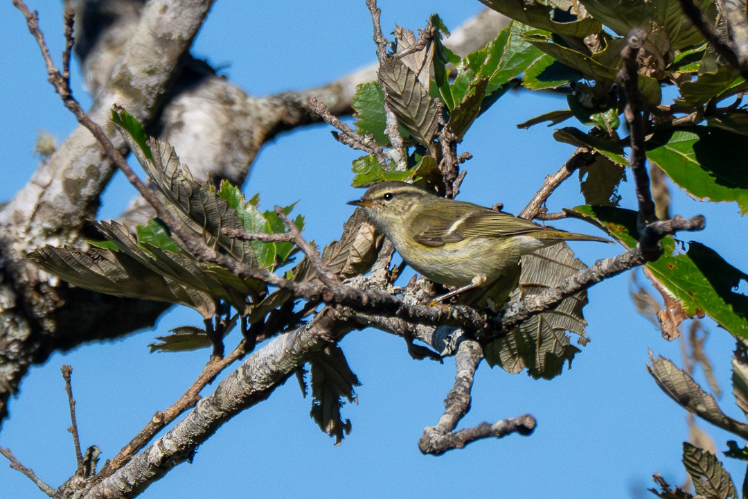 Yellow-browed Warbler - ML647167440
