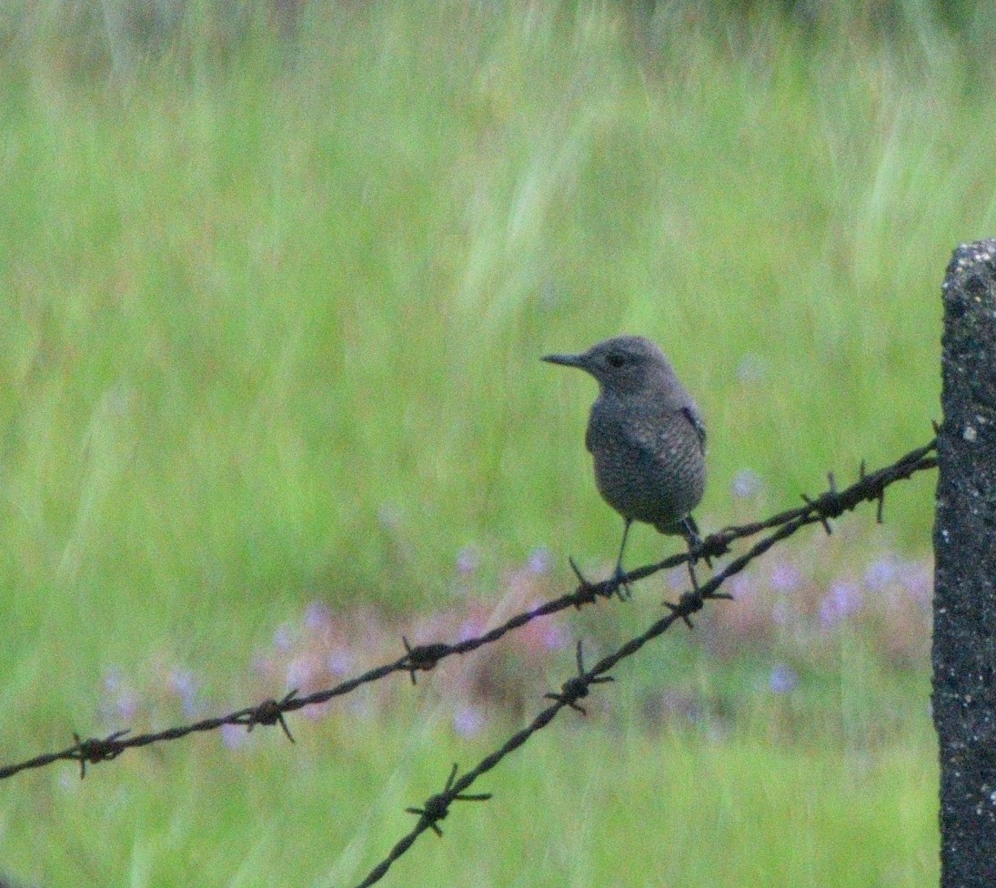 イソヒヨドリ - ML647167441