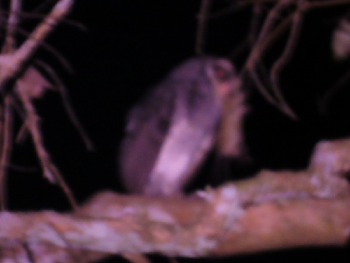 ススイロメンフクロウ（multipunctata） - ML647167443