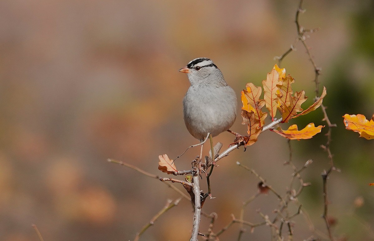 ミヤマシトド - ML647167444