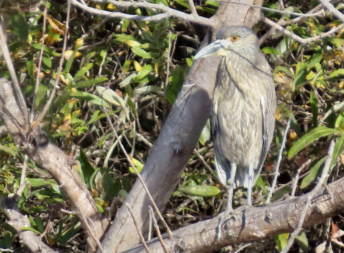 Yellow-crowned Night Heron - ML647167445