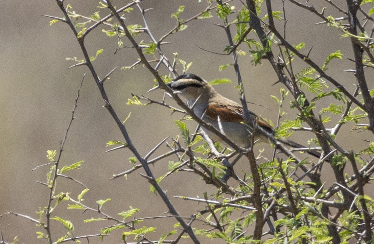 チャイロヤブモズ（senegalus グループ） - ML647167446