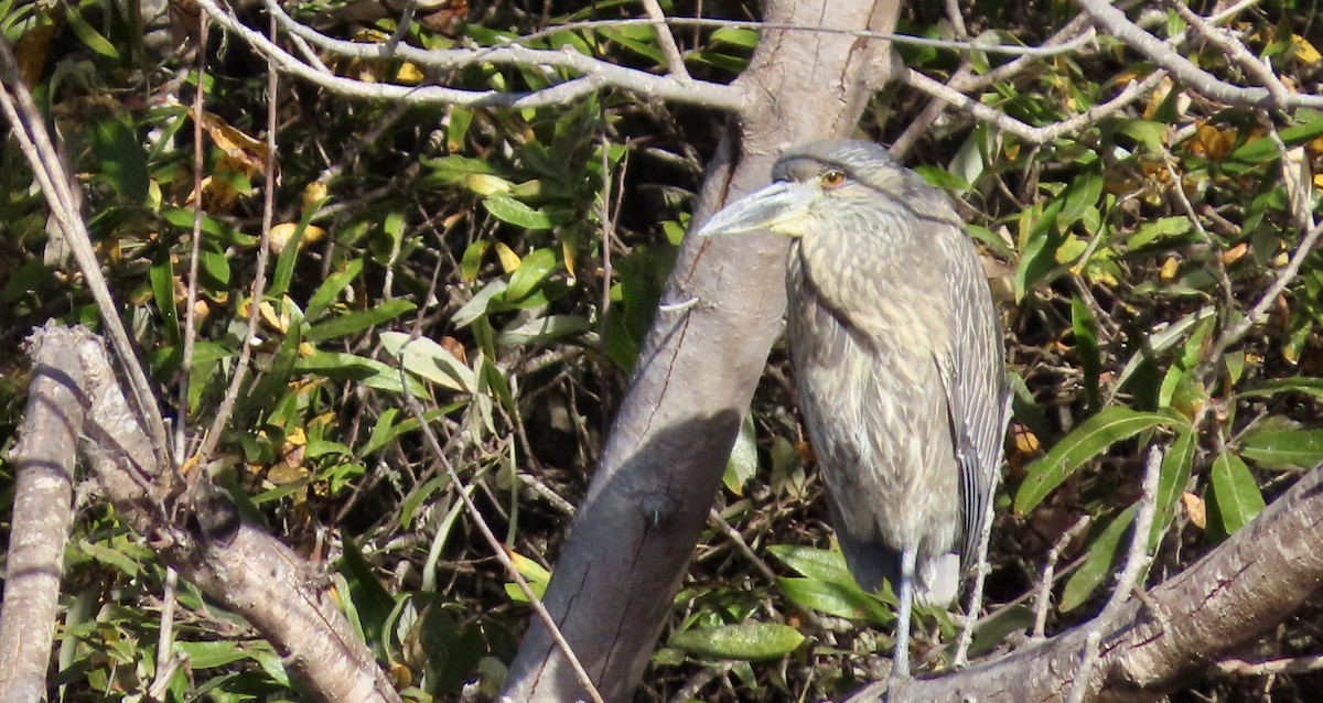 Yellow-crowned Night Heron - ML647167447