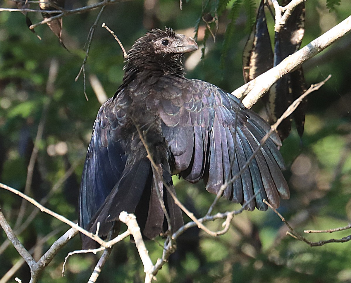 オオハシカッコウ - ML647167448