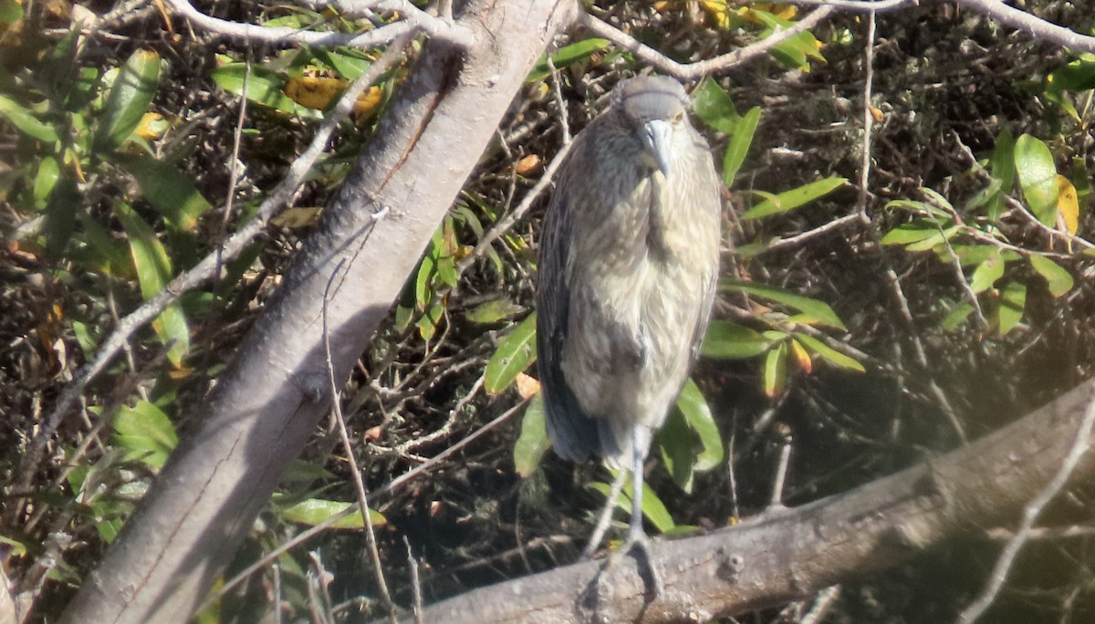 Yellow-crowned Night Heron - ML647167449