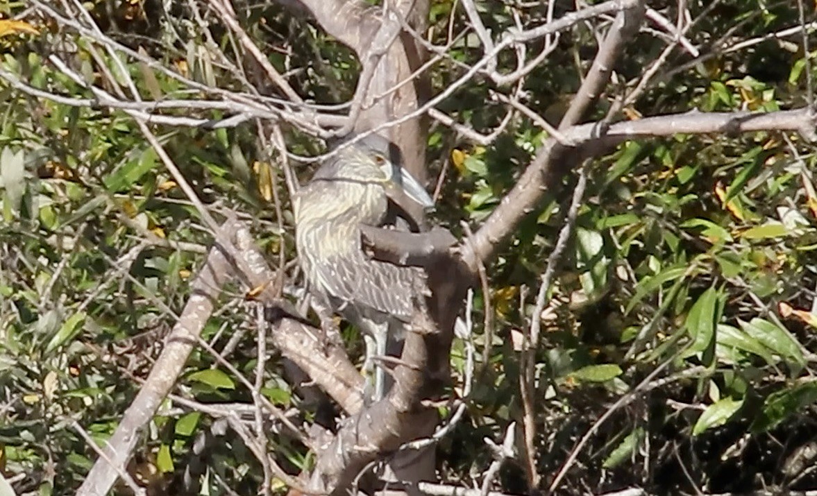 Yellow-crowned Night Heron - ML647167450