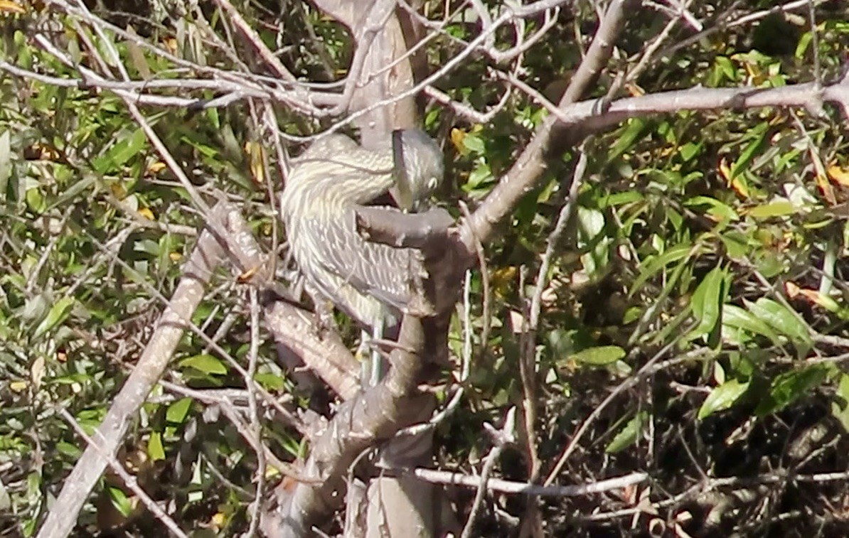 Yellow-crowned Night Heron - ML647167451