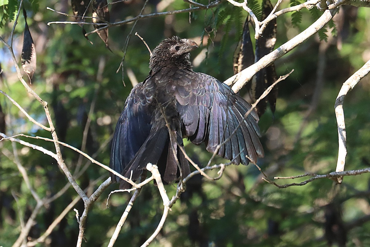 オオハシカッコウ - ML647167453