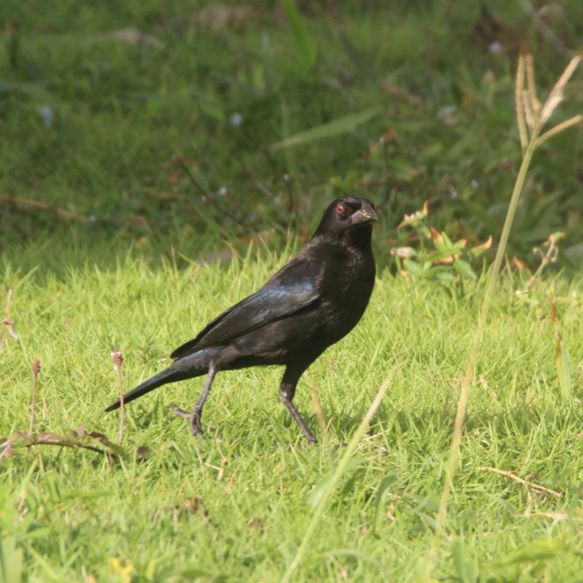 Bronzed Cowbird - ML647167455