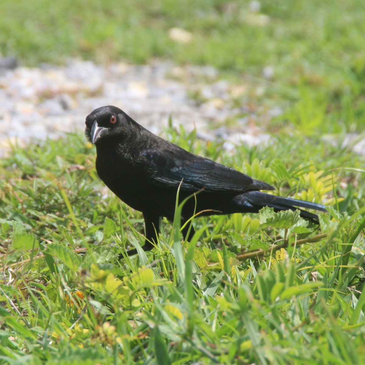 Bronzed Cowbird - ML647167457