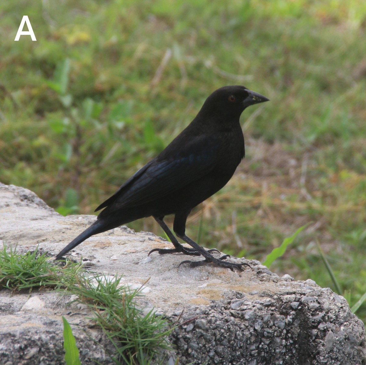 Bronzed Cowbird - ML647167458