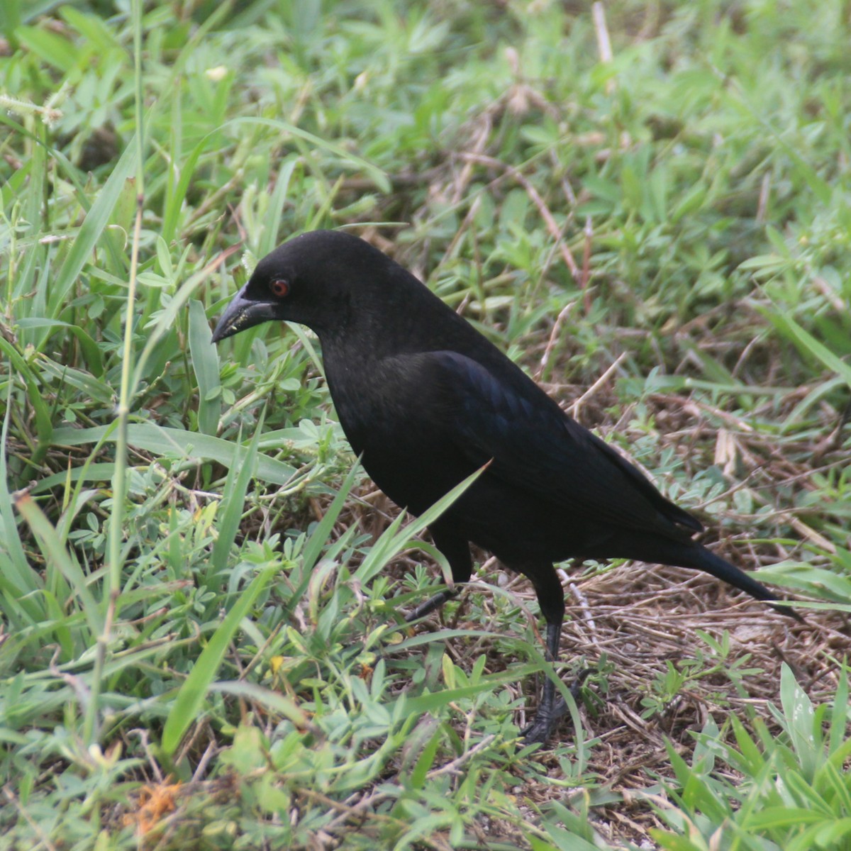 Bronzed Cowbird - ML647167459