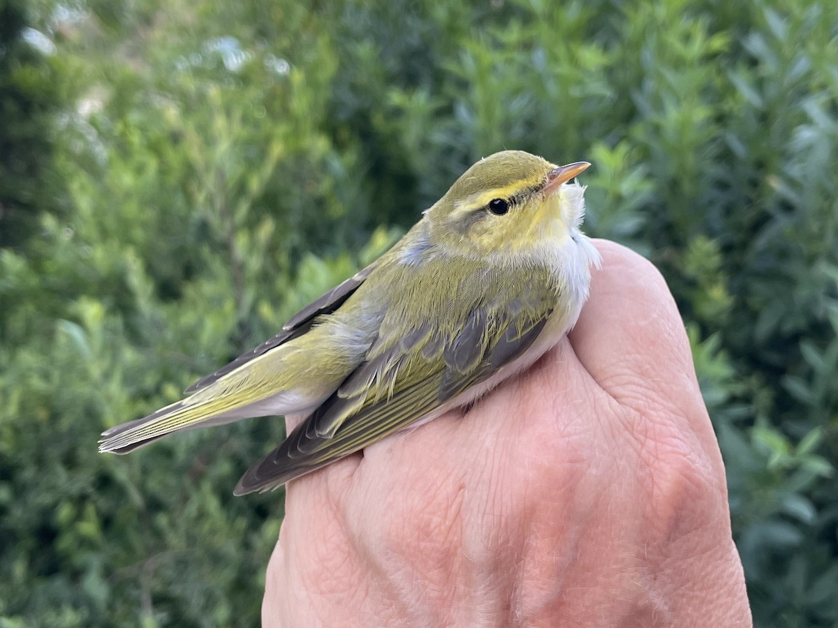 モリムシクイ - ML647167460