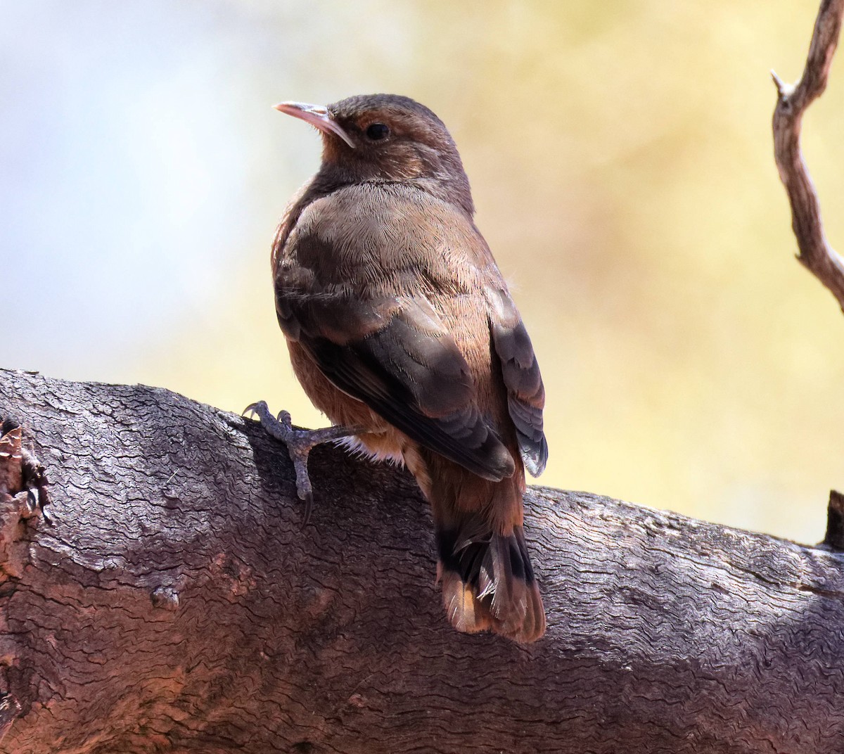 チャバラキノボリ - ML647167461