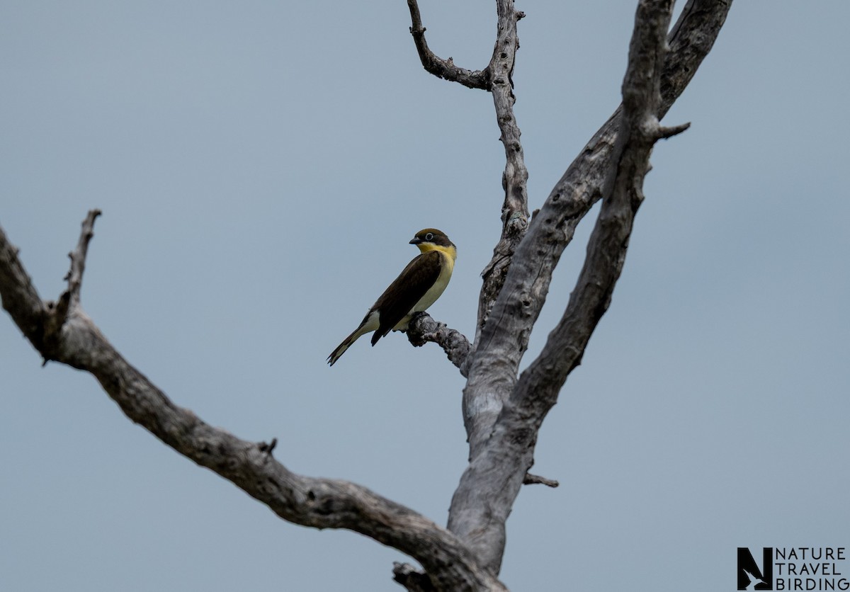 ノドグロミツオシエ - ML647167462