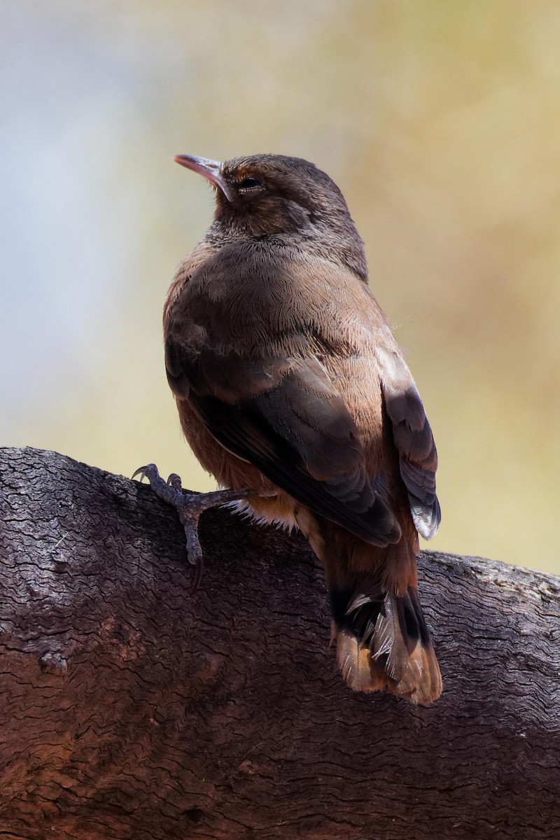 チャバラキノボリ - ML647167465