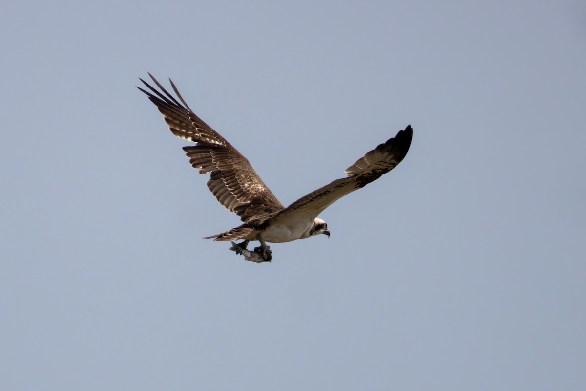 ミサゴ - ML647167468