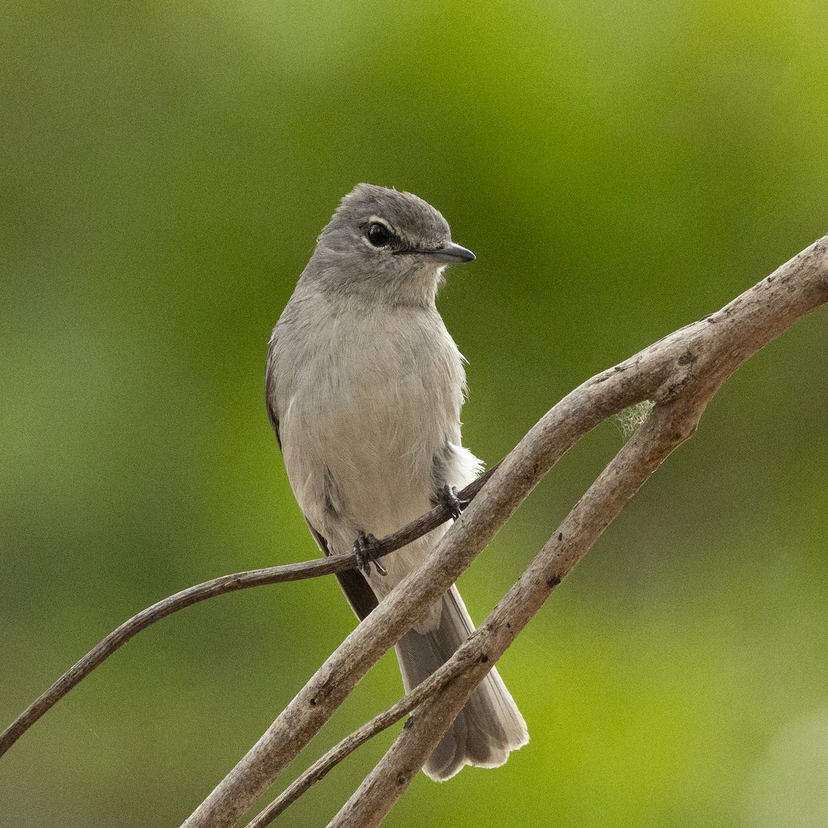 ウスハイイロヒタキ - ML647167469