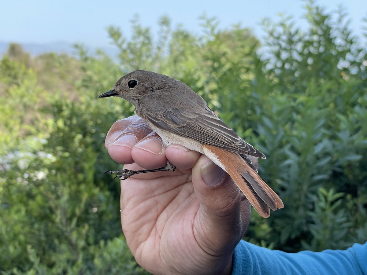 シロビタイジョウビタキ - ML647167471