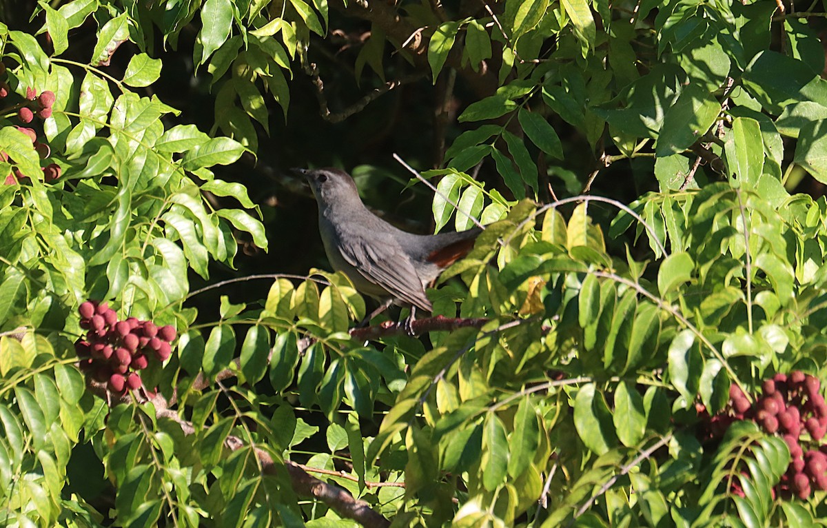 ネコマネドリ - ML647167473