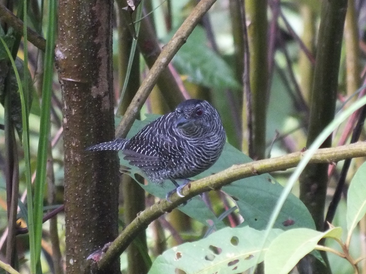 サザナミアリモズ - ML647167474