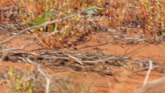 ヒムネキキョウインコ - ML647167475