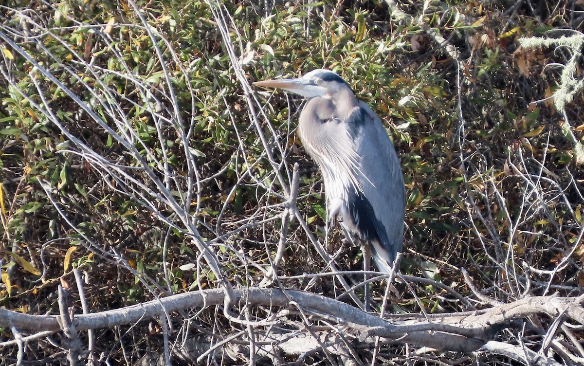 Great Blue Heron - ML647167477