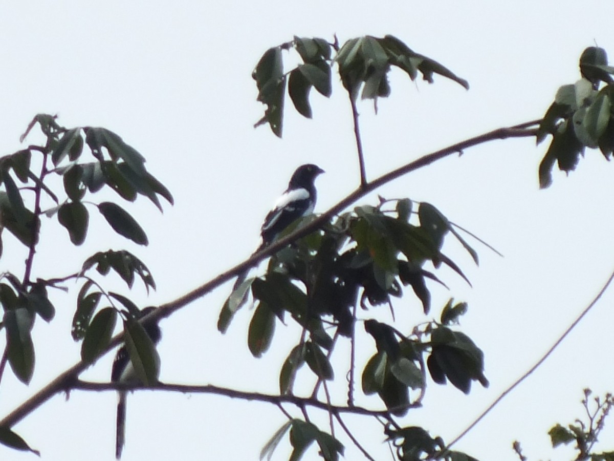 カササギフウキンチョウ - ML647167478