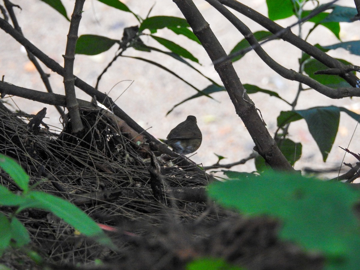 アカハラコルリ - ML647167479