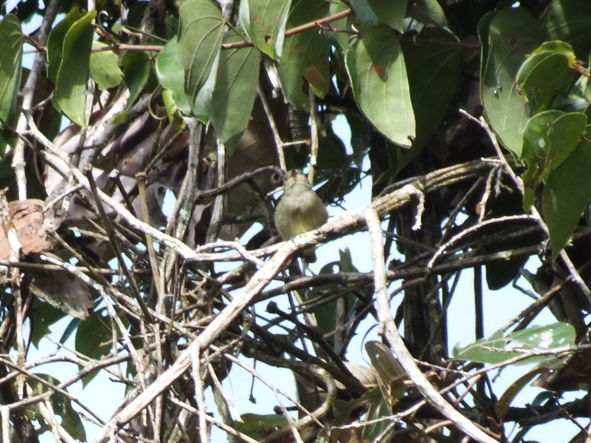 コビトマイコドリ - ML647167480