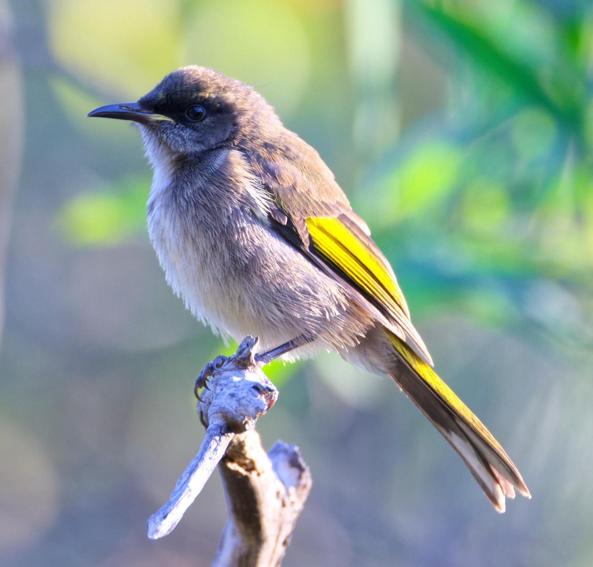 ミカヅキキバネミツスイ - ML647167481