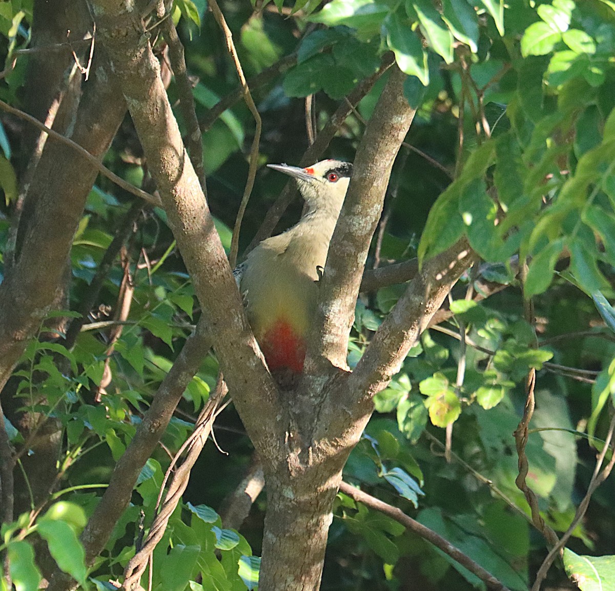 マユグロシマセゲラ - ML647167483