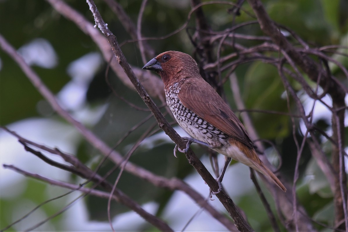 シマキンパラ - ML647167487