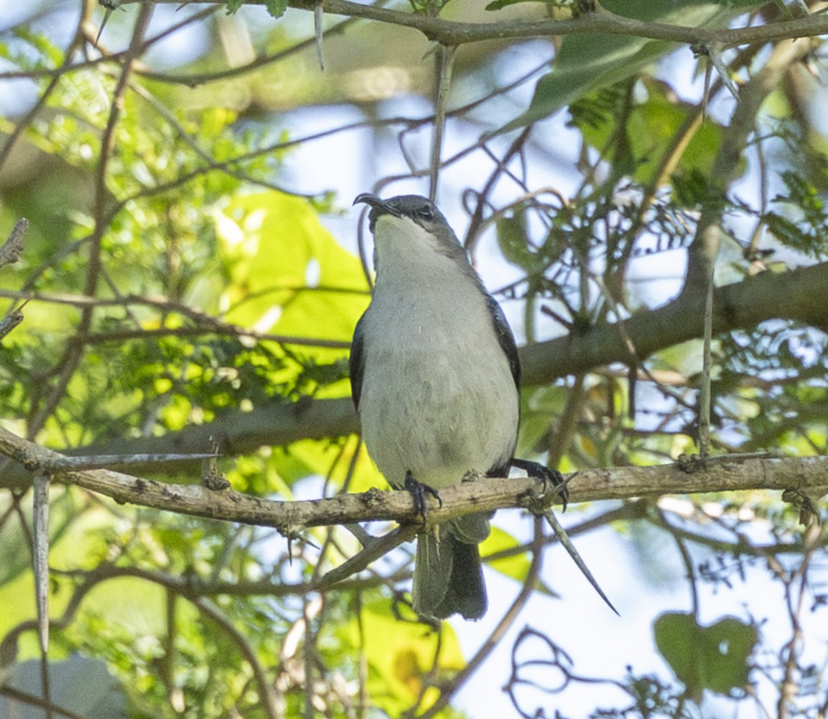 ネズミタイヨウチョウ - ML647167488