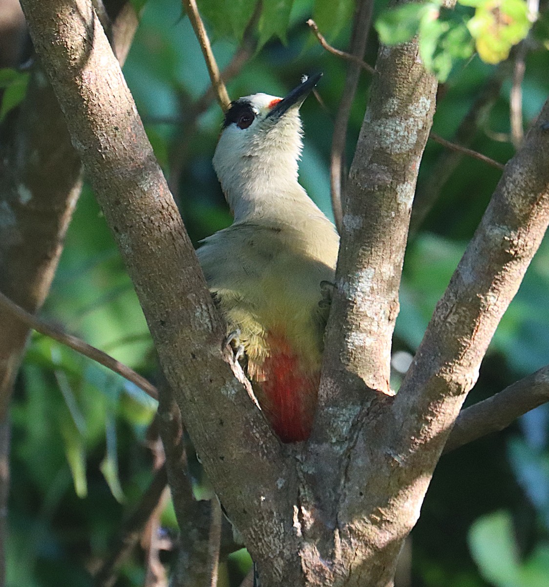 West Indian Woodpecker - ML647167491