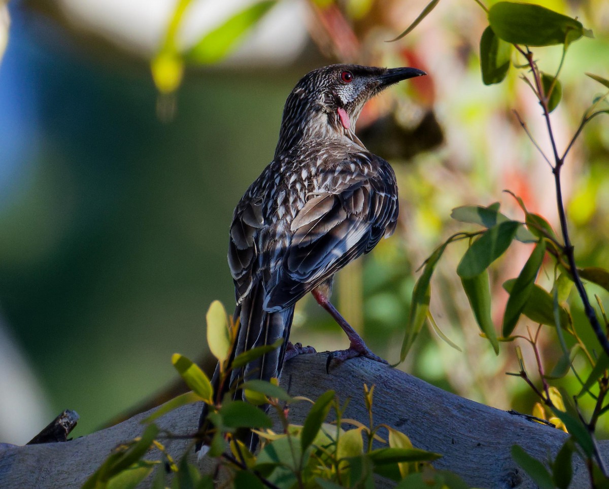 Red Wattlebird - ML647167499