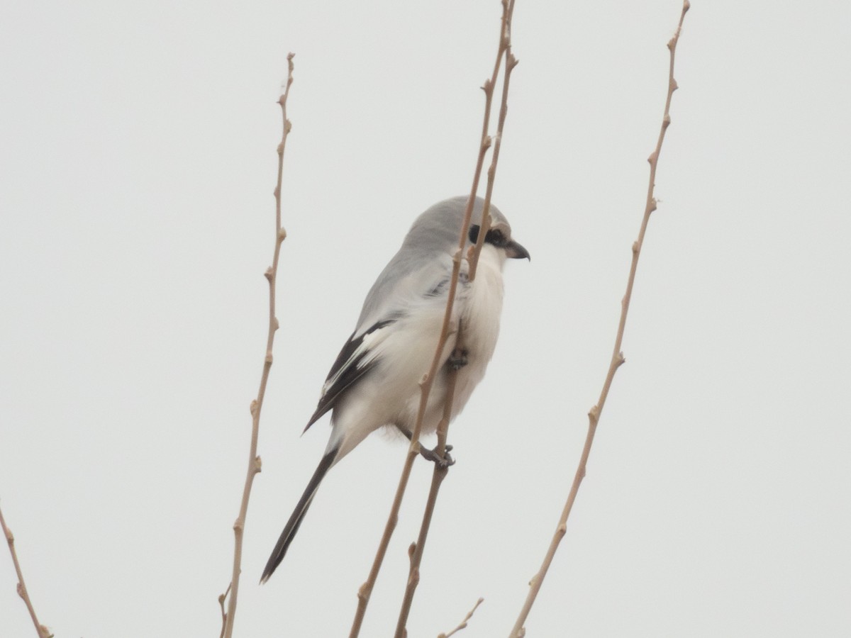 Great Gray Shrike - ML647167500