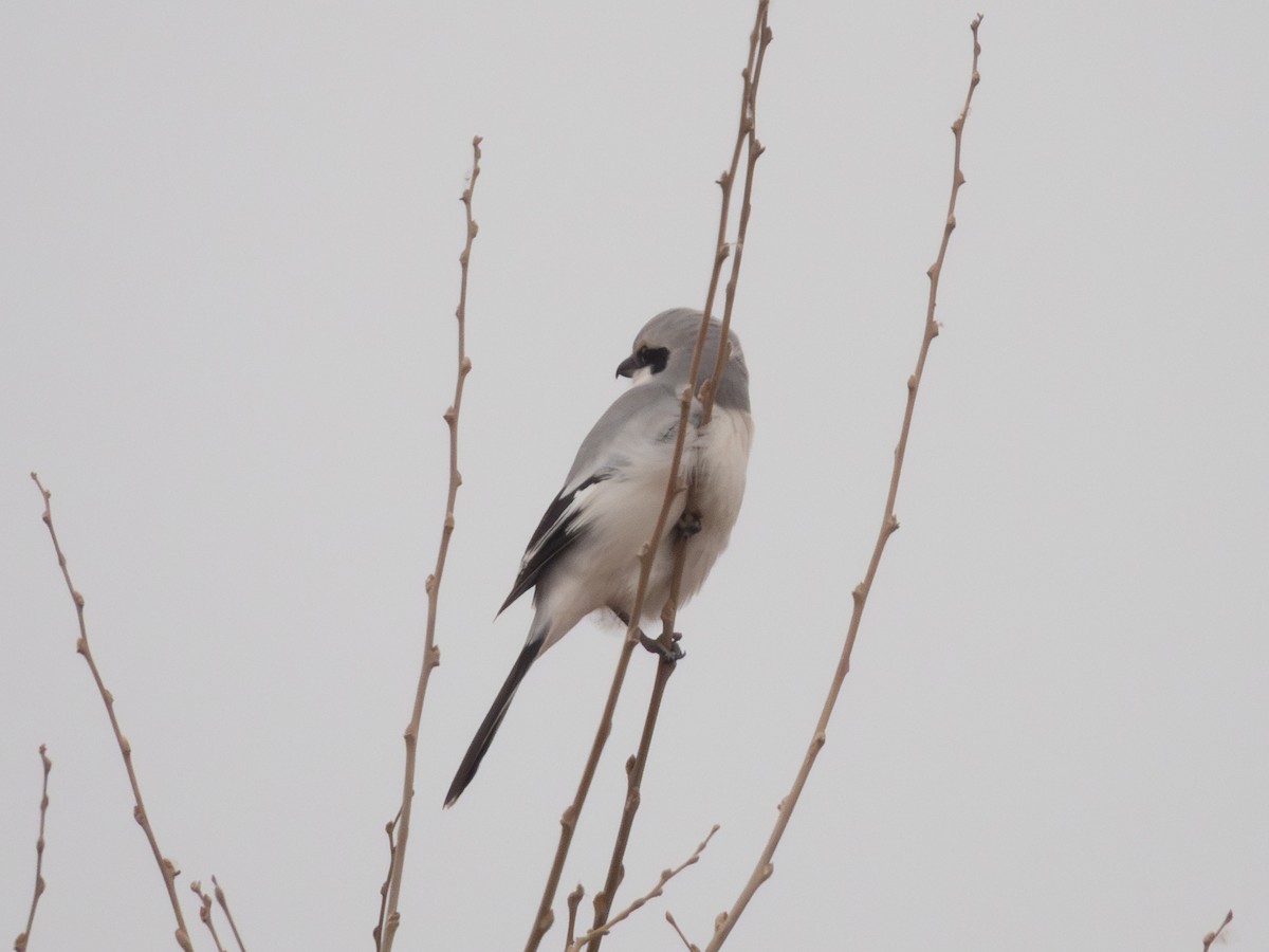Great Gray Shrike - ML647167501