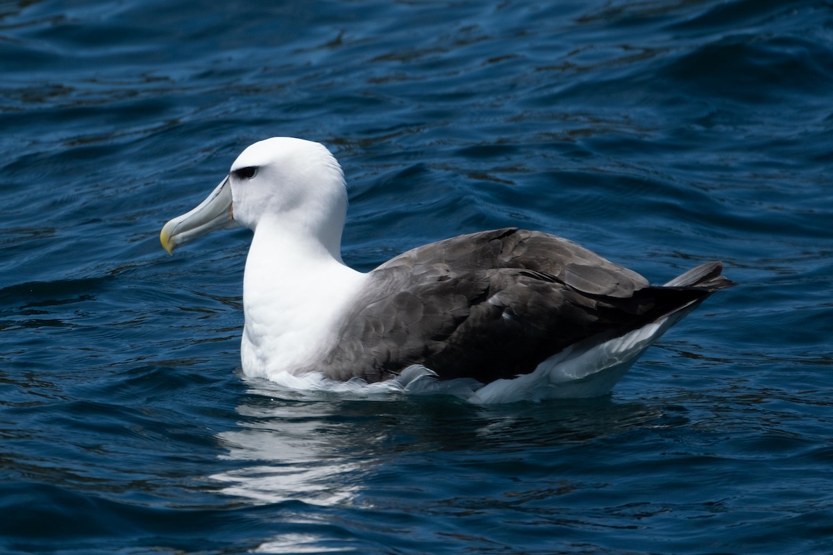 Альбатрос сірощокий (підвид steadi) - ML647167525