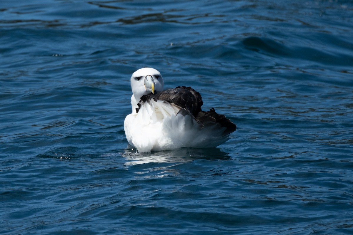 Альбатрос сірощокий (підвид steadi) - ML647167526