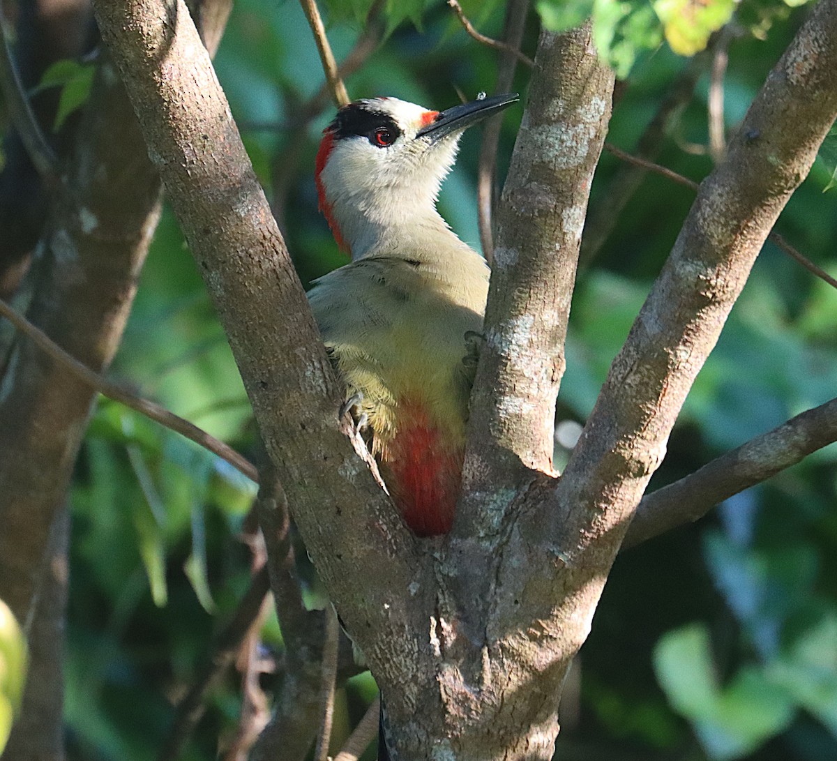 West Indian Woodpecker - ML647167531