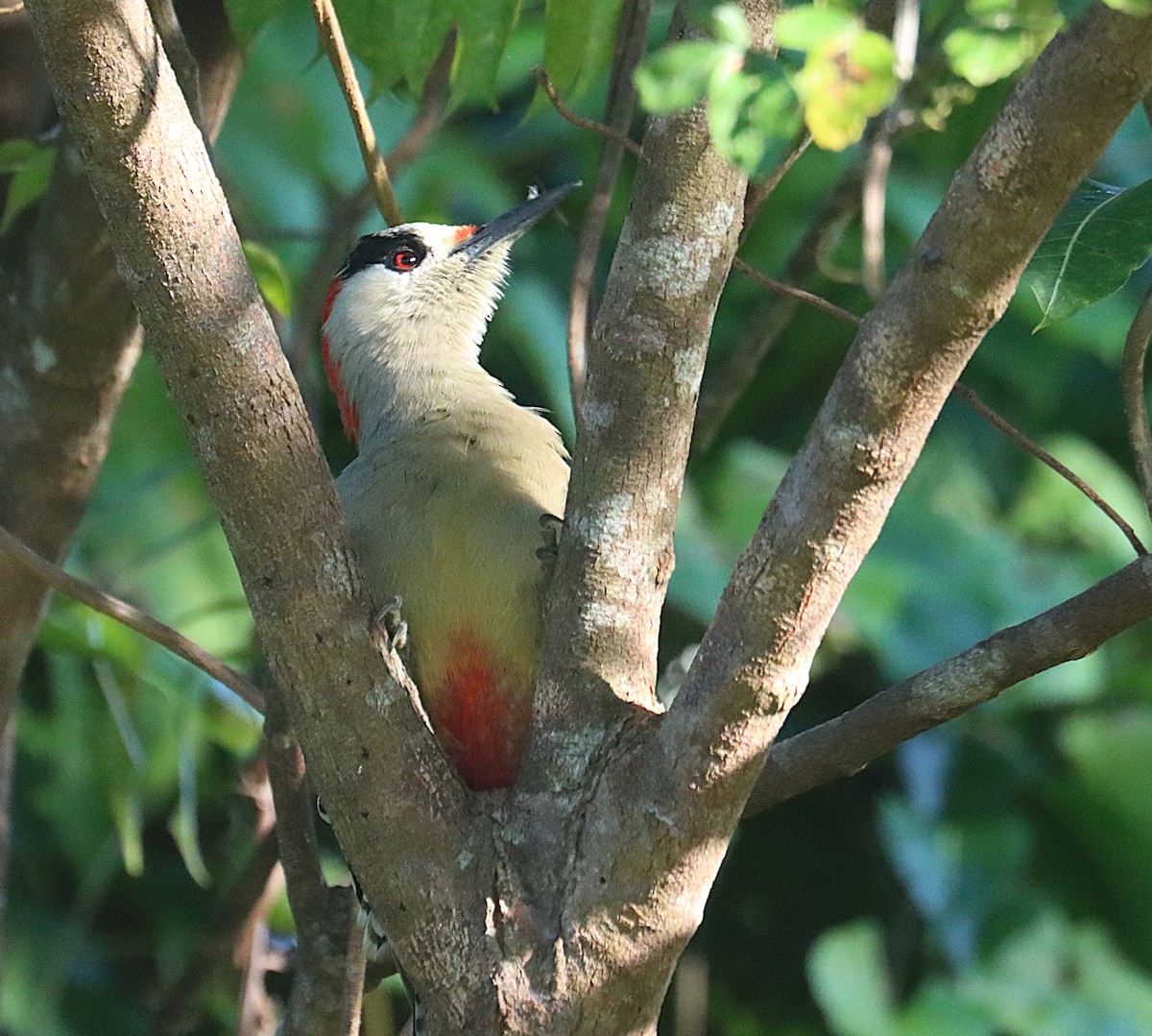 West Indian Woodpecker - ML647167532